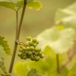 konkurs fotograficzny „winorośl z bliska” – wyniki