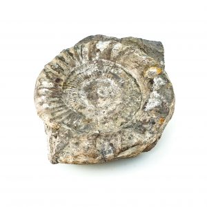 0040 P. P. Amonit z rodz. PERISPHINCTE, era mezozoiczna – Jura- 201 – 145 milionów lat temu, okolice Krakowa