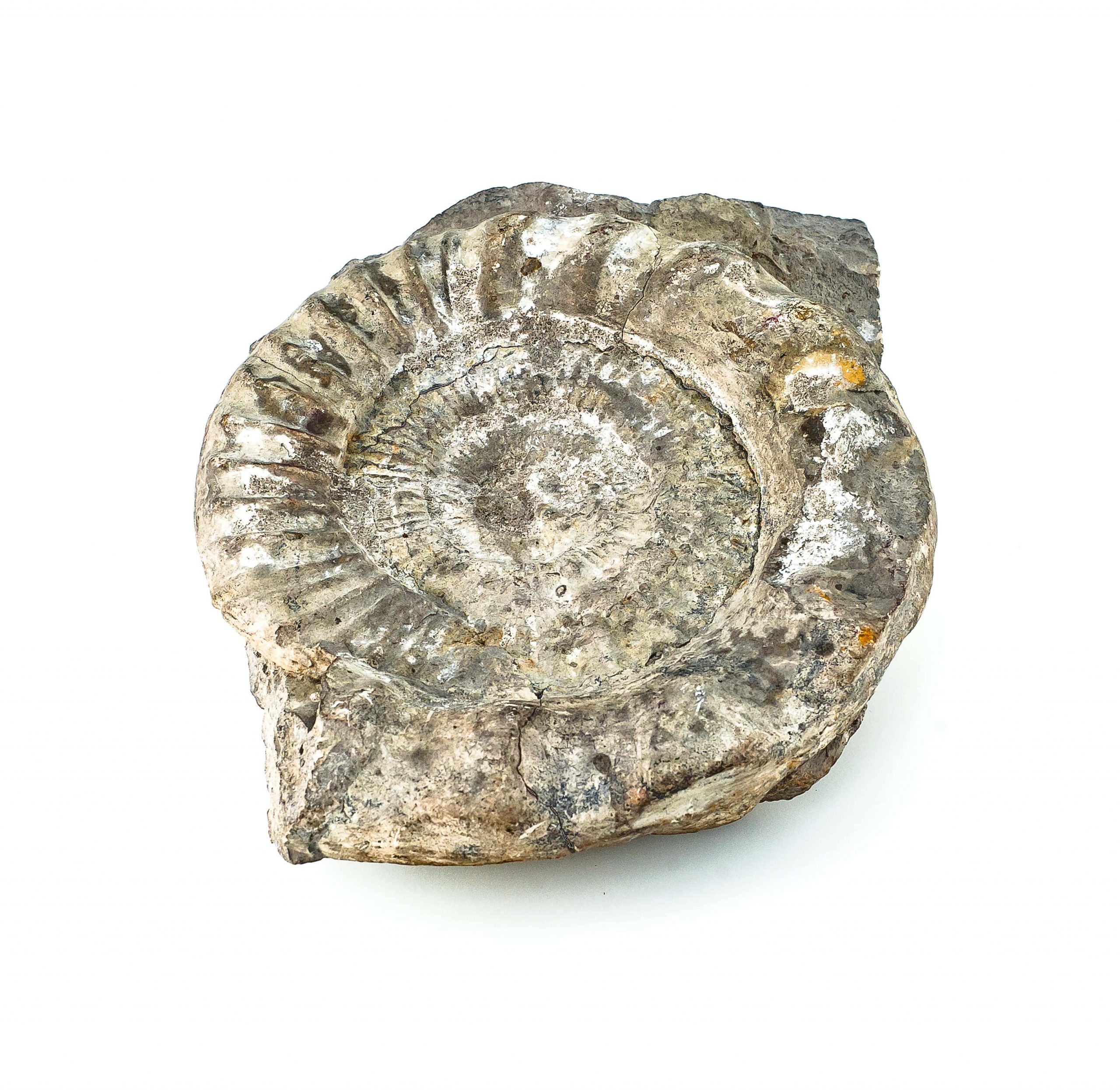 0040 P. P. Amonit z rodz. PERISPHINCTE, era mezozoiczna – Jura- 201 – 145 milionów lat temu, okolice Krakowa