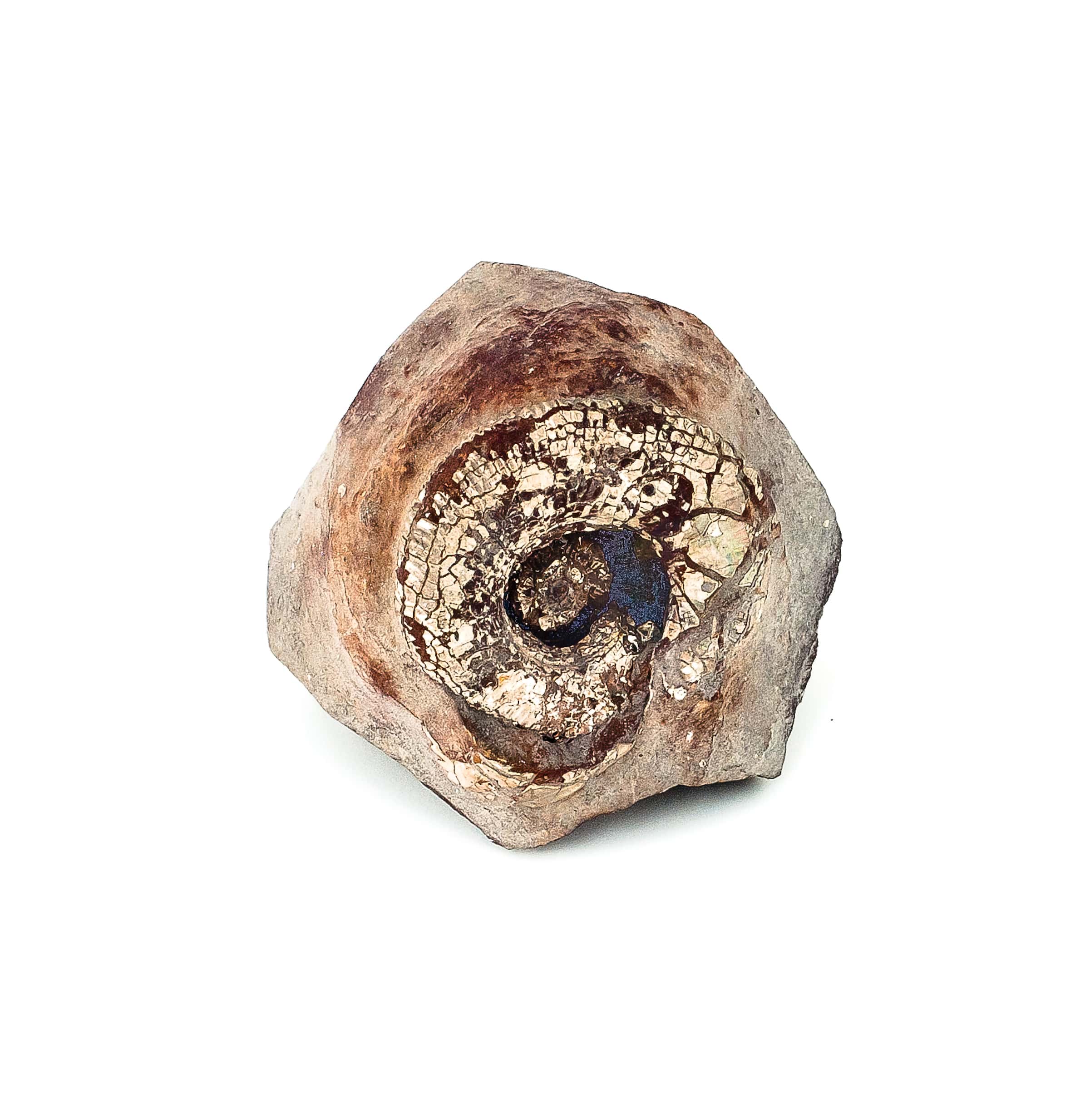 0351 P. P. Amonit, era mezozoiczna – Jura -201 – 145 milionów lat temu.-min
