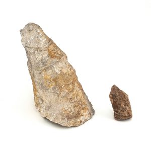0357 P.P. Koralowiec AULOPHYLLUM FUNGITES, era paleozoiczna – Karbon - 358 – 329 milionów lat temu