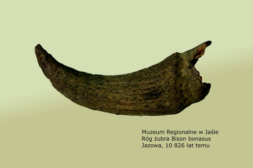 Róg bizona