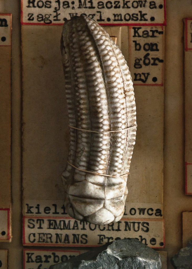 kielich liliowca