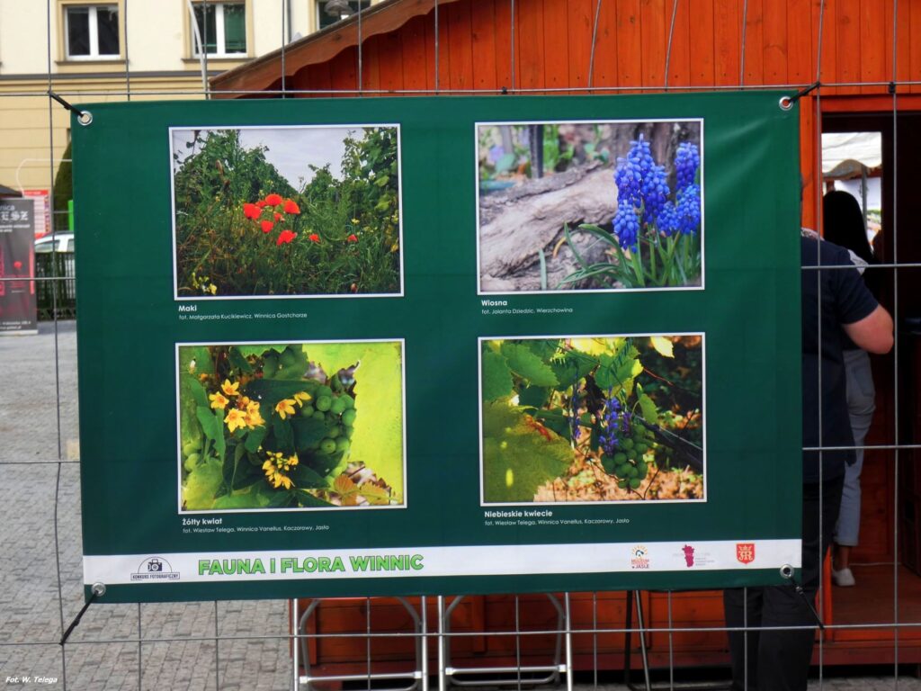 wyniki konkursu fotograficznego