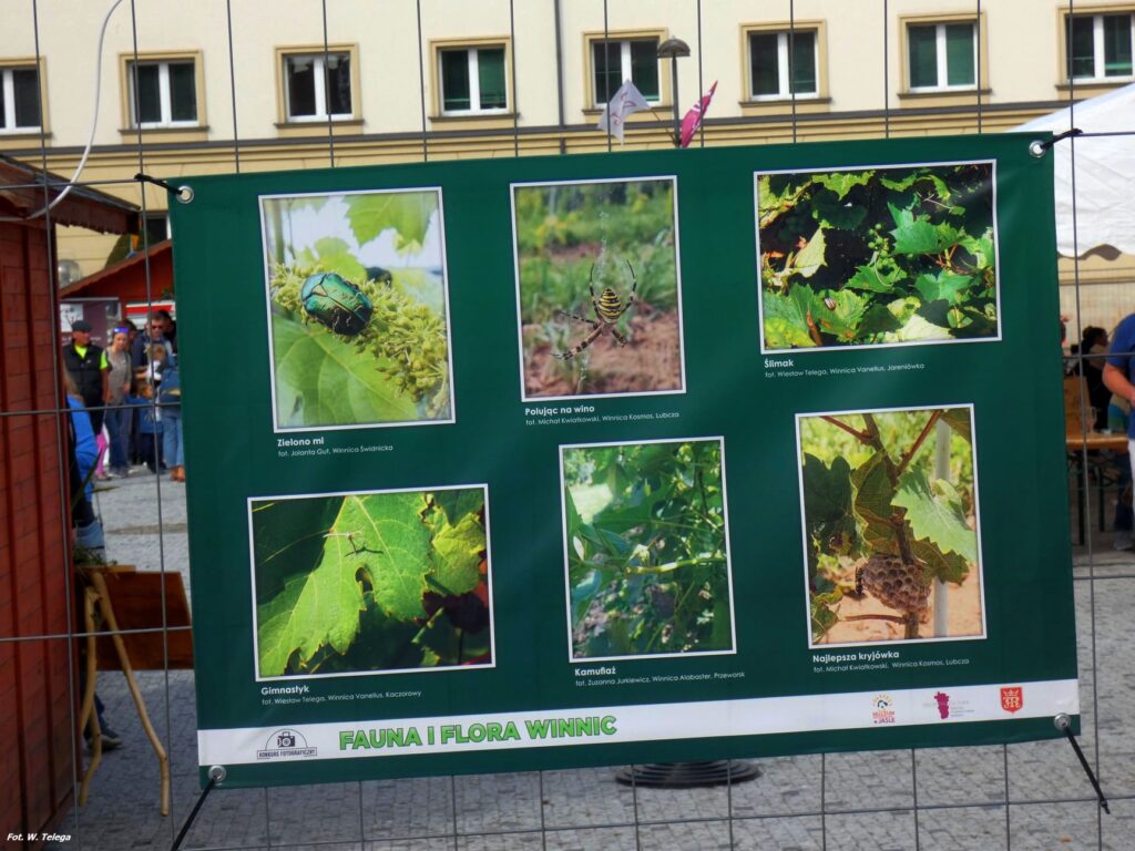 wyniki konkursu fotograficznego