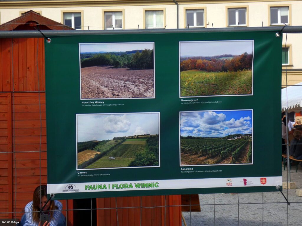 wyniki konkursu fotograficznego