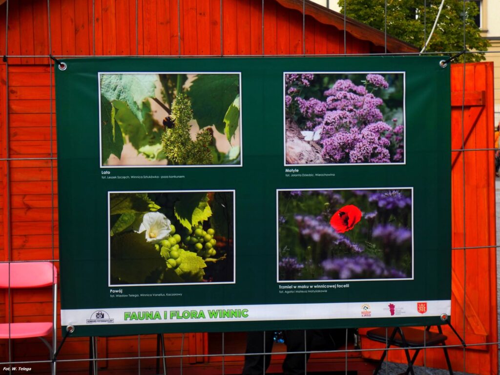 wyniki konkursu fotograficznego