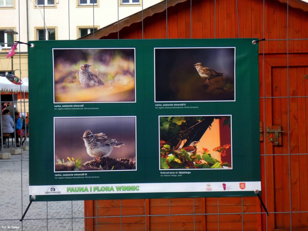 wyniki konkursu fotograficznego