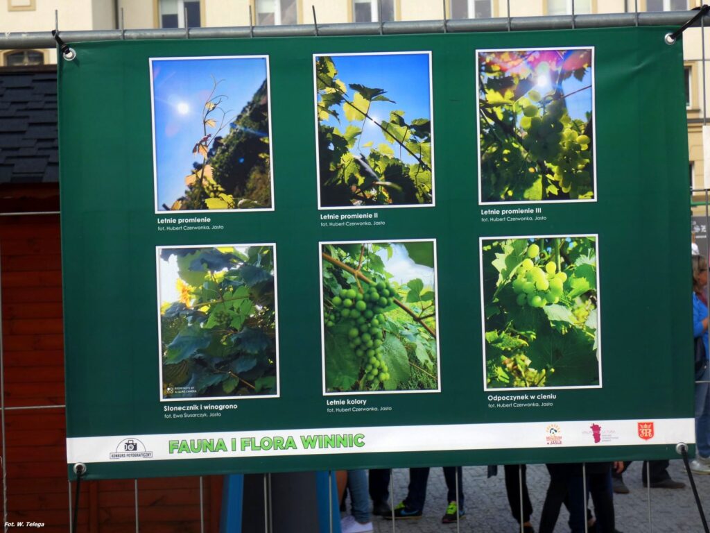 wyniki konkursu fotograficznego