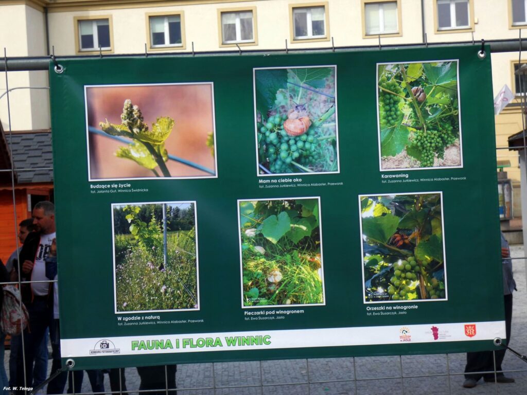 wyniki konkursu fotograficznego