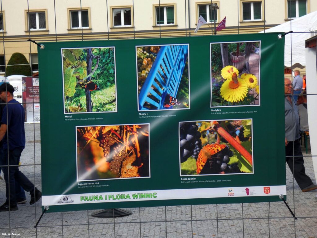 wyniki konkursu fotograficznego