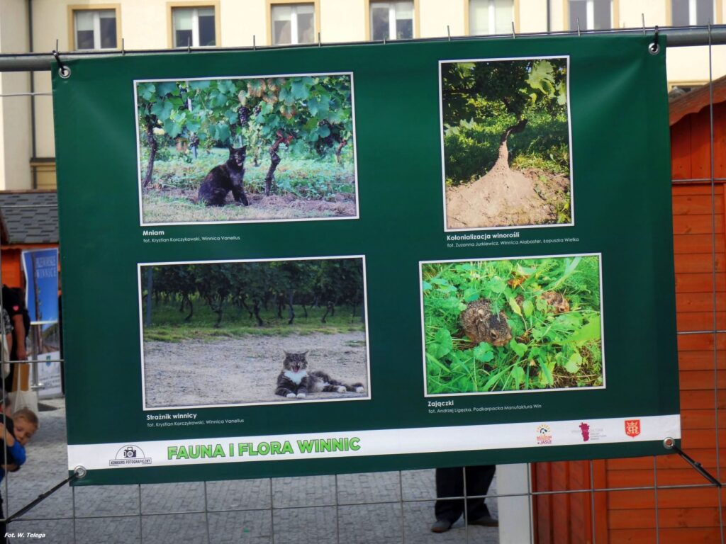 wyniki konkursu fotograficznego