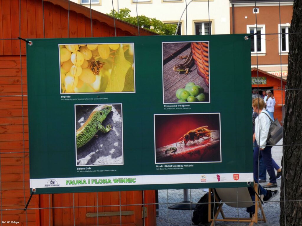 wyniki konkursu fotograficznego