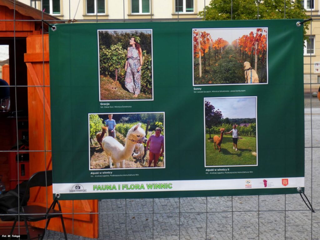 wyniki konkursu fotograficznego