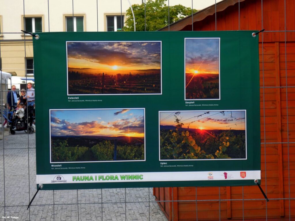 wyniki konkursu fotograficznego