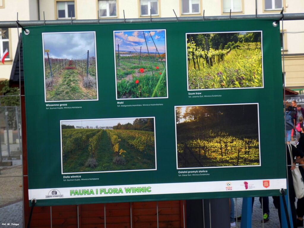 wyniki konkursu fotograficznego