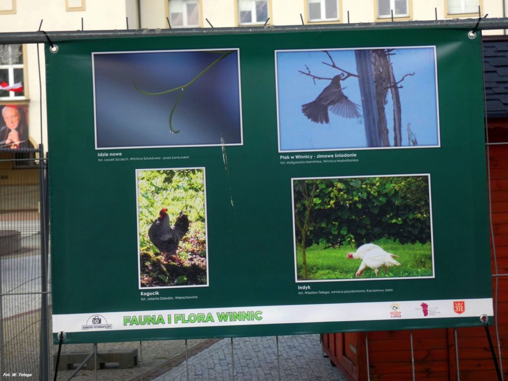 wyniki konkursu fotograficznego