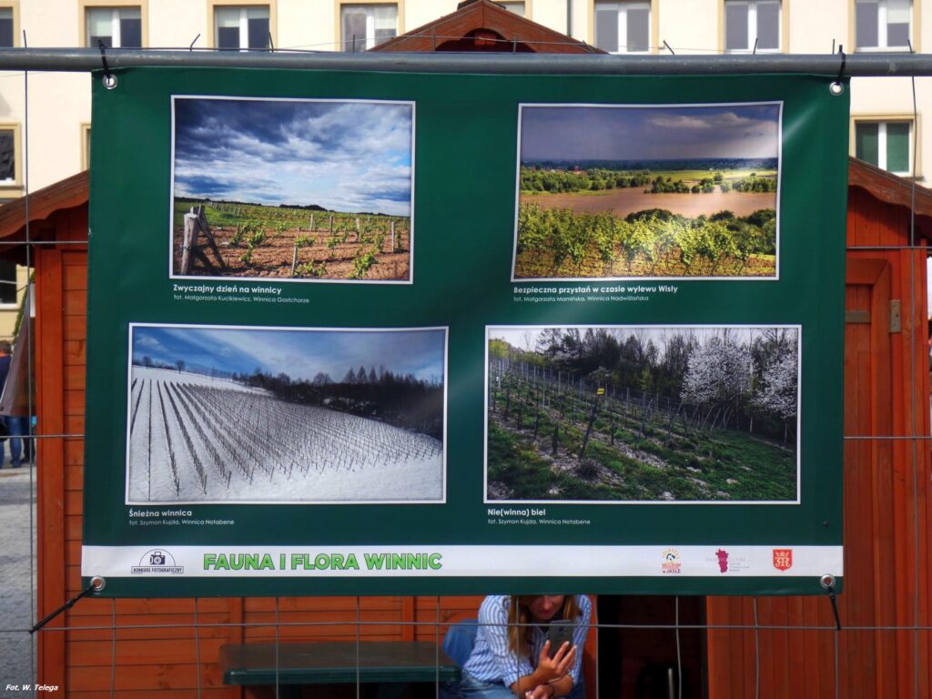 wyniki konkursu fotograficznego