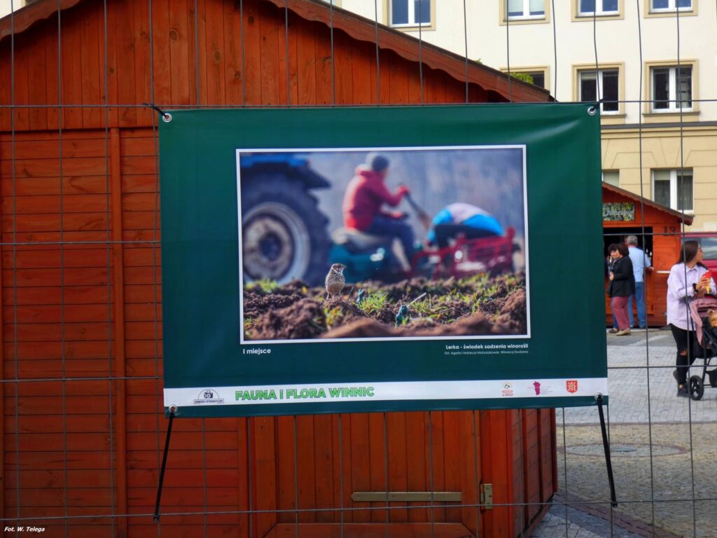 wyniki konkursu fotograficznego