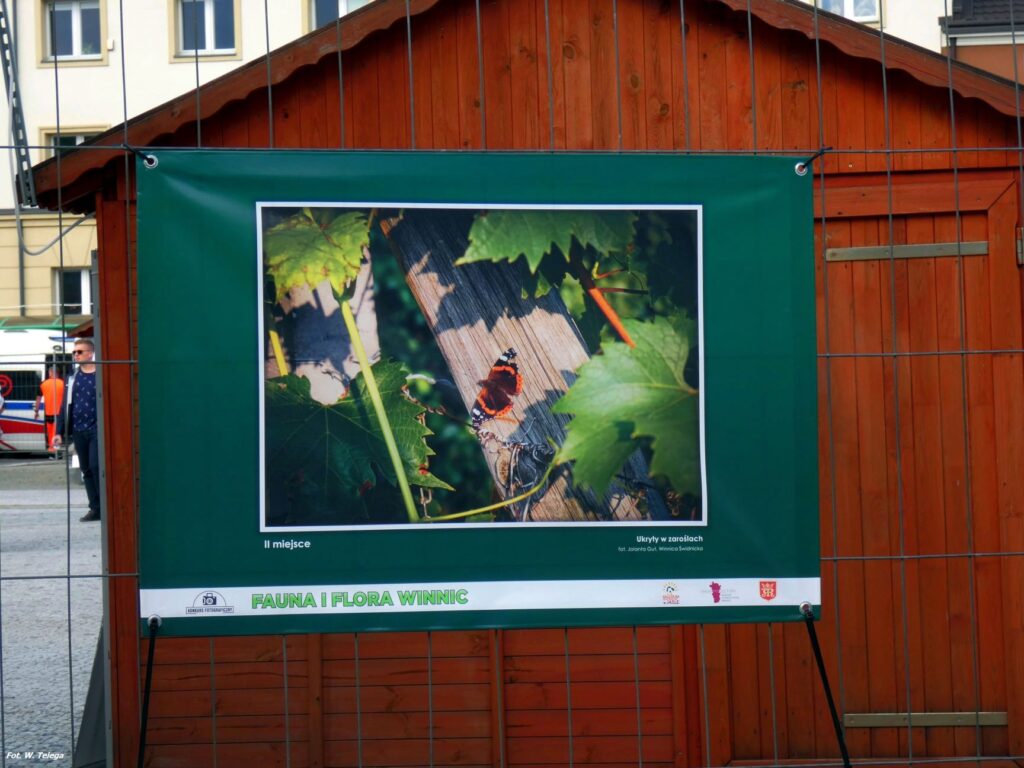 wyniki konkursu fotograficznego