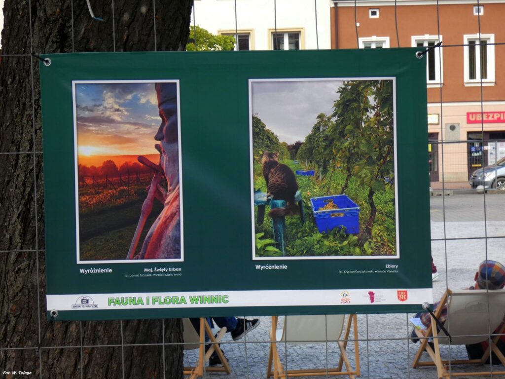 wyniki konkursu fotograficznego