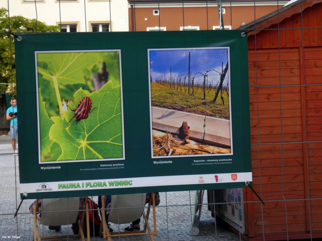 wyniki konkursu fotograficznego